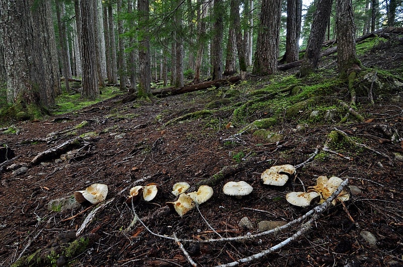 What is the big deal about pine mushrooms? ClubTread Community